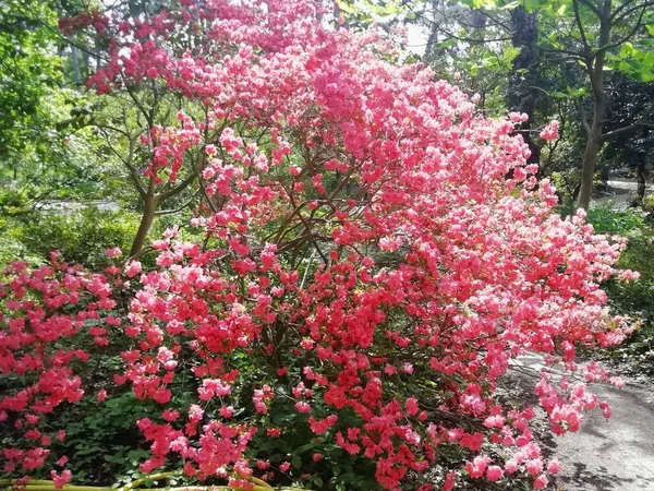 Färgglada Blommande Träd Och Växter — Stockfoto