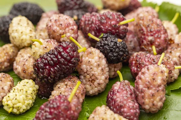 Mulberry Listí Zavřít — Stock fotografie