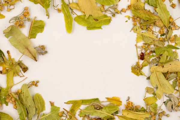 Beyaz Arka Planda Izole Edilmiş Bitki Çayı Yaprakları Linden Çayı — Stok fotoğraf