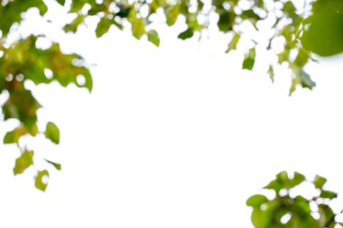 Bulanık ağaç manzarası. Aşağıdan ağaç manzarası. Dalların arasından gökyüzü görüntüsü. Metin için boş bırakılmış.