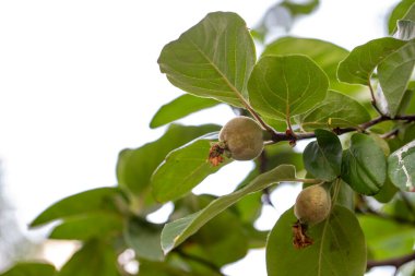 Ayva dalda büyüyor. Dalın üzerinde çiçek açmış bir ayva balığının yakın çekimi