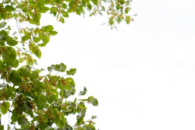 Linden Ağacı. Aşağıdan ağaç manzarası. Dalların arasından gökyüzü görüntüsü. Metin için boşluk.