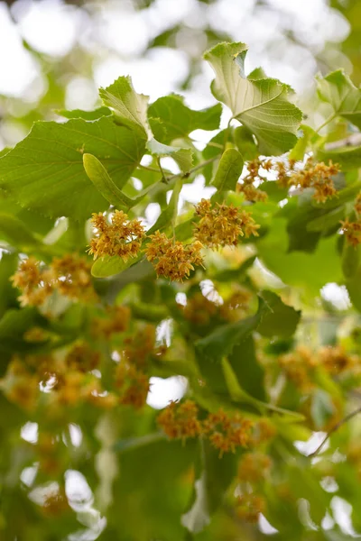 Une Fleur Tilleul Fleurs Tilleul Fleurs Sur Gros Plan Branche — Photo