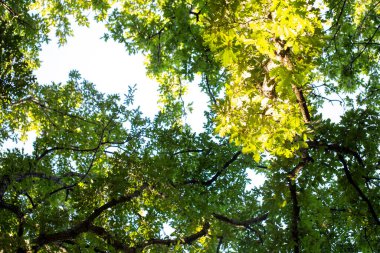 Yukarıdan aşağıya orman manzarası. Yaprakların arasından gün ışığı.