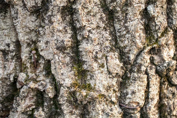 Tree Bark Close Bark Background Mossy Tree — 图库照片