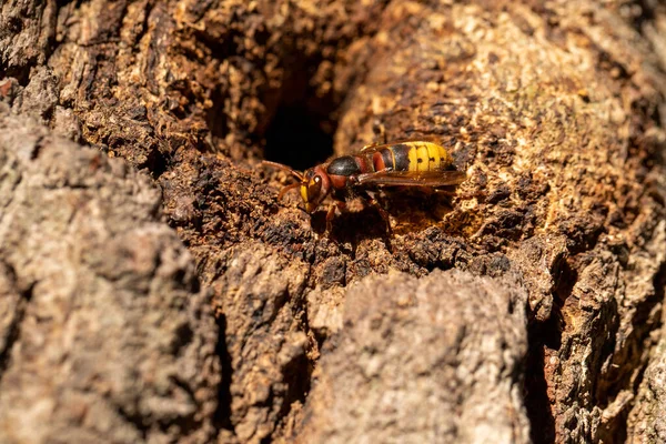 Hornet. The hornet\'s nest. Bee nest in tree bark. close up