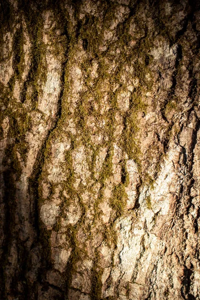 Kůra Stromu Pozadí Detailní Kůry Mechový Strom — Stock fotografie