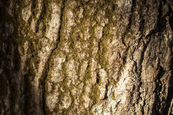 Tree Bark Close Bark Background Mossy Tree — Stockfoto