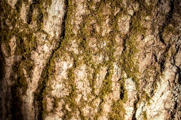 Boomschors Achtergrondinformatie Van Dichtbij Blaffen Mossige Boom — Stockfoto