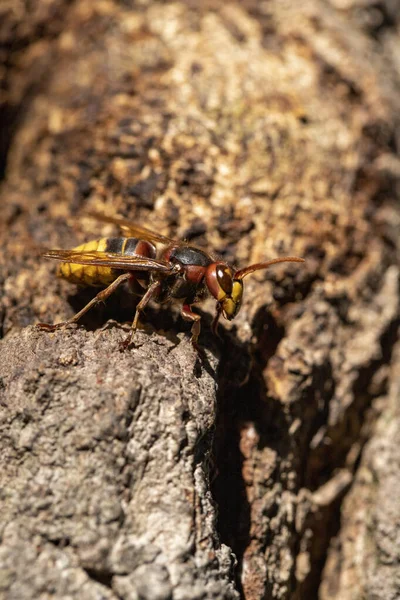 Hornet. The hornet\'s nest. Bee nest in tree bark. close up