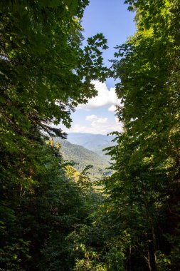 Forest image seen through tree leaves. Forest image taken in cloudy weather
