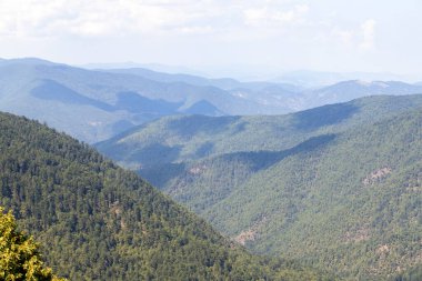 Forest image. Forest with different trees. Anatolian forests
