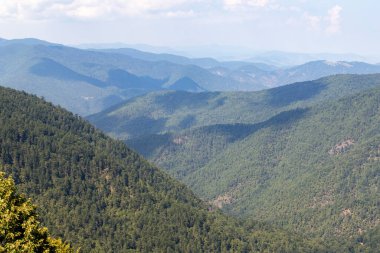 Forest image. Forest with different trees. Anatolian forests
