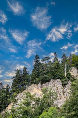Forest image. Forest with different trees. Anatolian forests