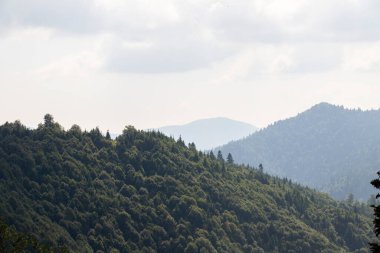 Forest image. Forest with different trees. Anatolian forests