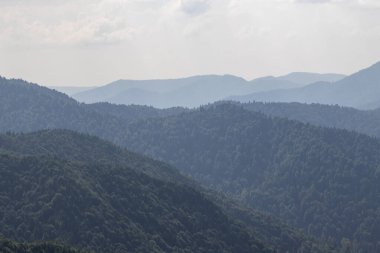 Forest image. Forest with different trees. Anatolian forests