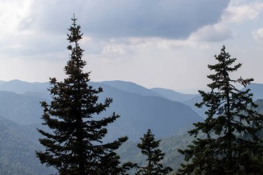 Forest image. Forest with different trees. Anatolian forests