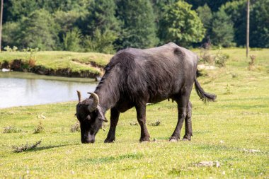 Water buffalo grazing in the meadow. Buffalo grazing by the small lake