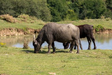 Water buffalo grazing in the meadow. Buffalo grazing by the small lake