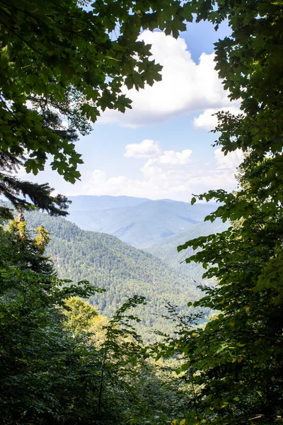 Forest Image Seen Tree Leaves Forest Image Taken Cloudy Weather — Fotografia de Stock