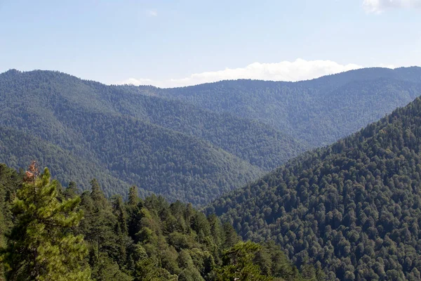 Forest Image Forest Different Trees Anatolian Forests — Fotografia de Stock