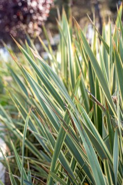 Yeşil yapraklar desen arkaplan, Doğal arkaplan ve duvar kağıdı