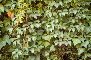 Yeşil yapraklar desen arkaplan, Doğal arkaplan ve duvar kağıdı