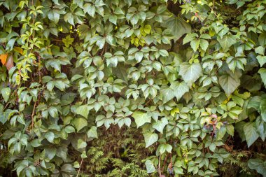 Yeşil yapraklar desen arkaplan, Doğal arkaplan ve duvar kağıdı