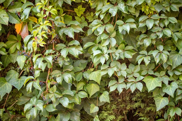 緑の葉のパターンの背景 自然背景と壁紙 — ストック写真