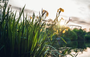 Chorzow 'daki Silesian Park. Göl manzarası. Ön planda, kıyıda büyüyen çiçekler. Arka planda bir kafe ve Silezya stadyumu var.