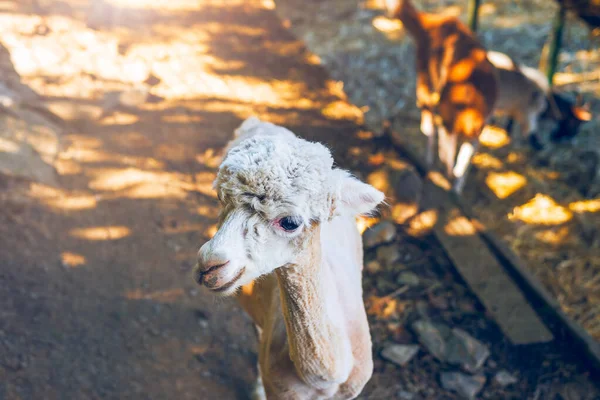 Alpaca Cutted Fur Standing Ground Domesticated Variety Lama — Stock Photo, Image