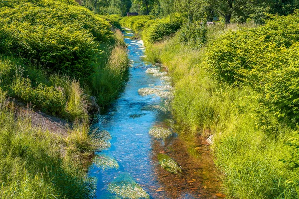 Calma Arroyo Flotando Través Hierba Alta Algunos Arbustos Hermoso Día —  Fotos de Stock