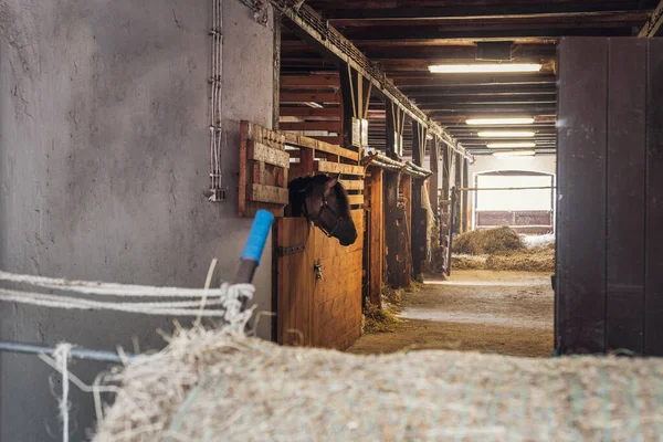 Interior of stable in horse breeding in Florianka, Zwierzyniec, Roztocze, Poland. Clean hay lying down on the floor. Drinker and stalls for horses