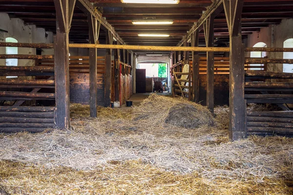 Interior of stable in horse breeding in Florianka, Zwierzyniec, Roztocze, Poland. Clean hay lying down on the floor. Stalls for horses in the background