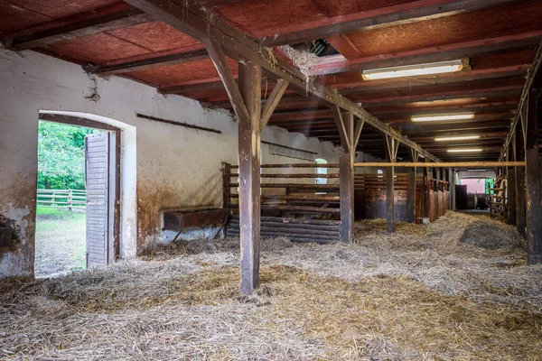 Interior of stable in horse breeding in Florianka, Zwierzyniec, Roztocze, Poland. Clean hay lying down on the floor. Drinker and stalls for horses in the background