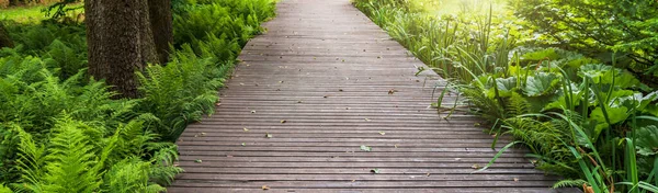 Path Made Wooden Boards Surrounded Beautiful Greenery Ferns Daylilies Ornamental — Foto de Stock
