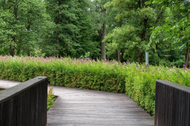 Horyniec-Zdroj 'daki Spa Park' ta nehrin üzerinde küçük tahta bir köprü. Arka planda Buddleja Davidii