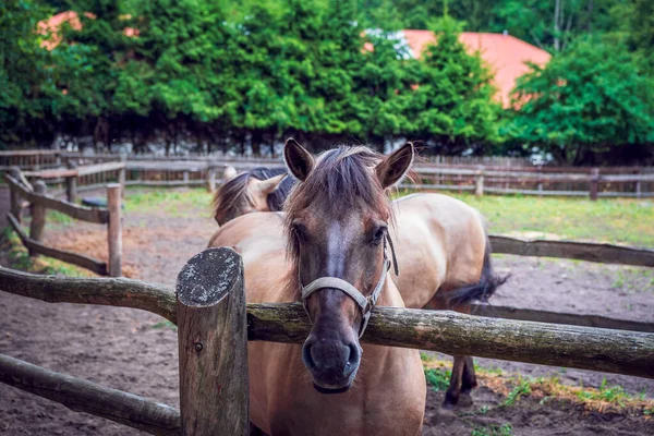 Polish horse breeding at the stud in Florianka. Paddock for horses in the background