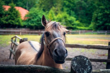 A horse with one lopped ear. Polish horse breeding at the stud in Florianka. Paddock for horses in the background