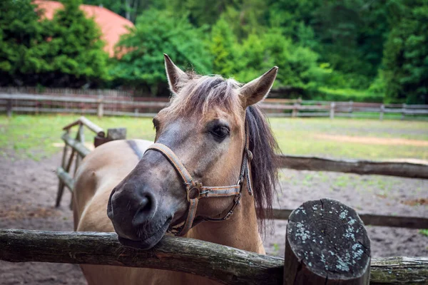 Florianka Polonya Atı Yetiştiriciliği Arka Planda Atlar Için Çayırlık — Stok fotoğraf