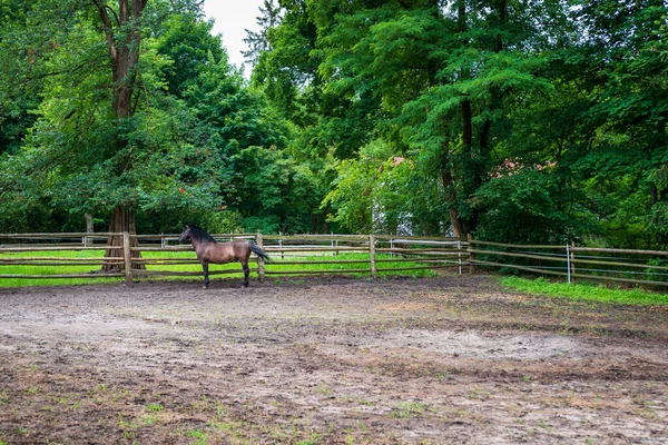 A beautiful paddock for horses at the stud farm in Florianka. Polish horse breeding. Zwierzyniec, Poland