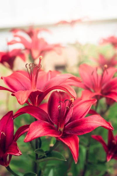Asiatic Lily Red County. Beautiful painterly shot of flowers