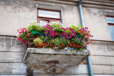 Cathedral of the Lord's Resurrection and St. Thomas the Apostle in Zamosc. View of the historic Renaissance church. The wall of the tenement house is covered with a vine