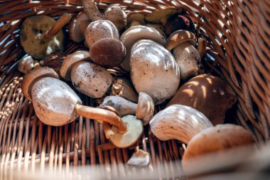 Hasır sepetteki Boletus. Sepetin içinden parlayan ışık mantarları aydınlatıyor.