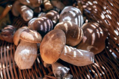 Hasır sepetteki Boletus. Sepetin içinden parlayan ışık mantarları aydınlatıyor.