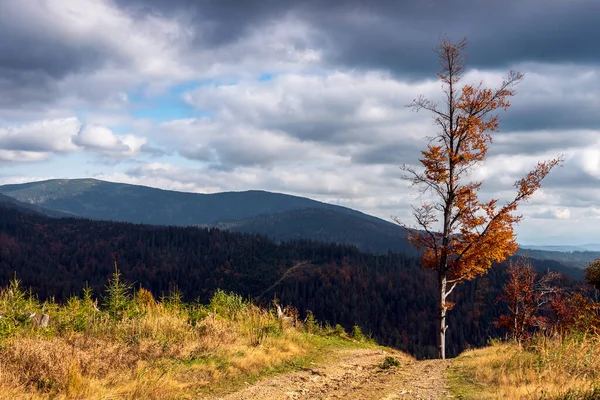 Beau Paysage Montagne Automne Arbre Aux Feuilles Orange Premier Plan — Photo