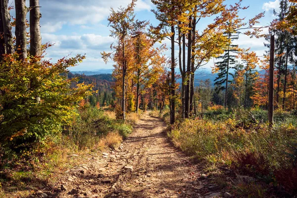 Schöne Allee Von Bäumen Den Bergen Eine Herbstliche Landschaft Voller — Stockfoto