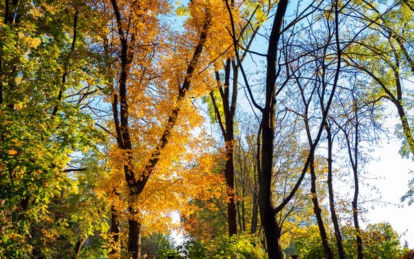 Schöne Farben Des Herbstes Bunte Bäume Vor Dem Hintergrund Des — Stockfoto