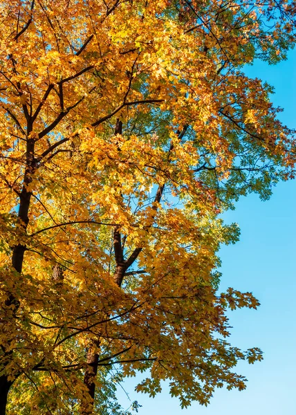 Ein Orangenbaum Auf Dem Hintergrund Des Blauen Himmels — Stockfoto