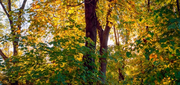 Bäume Mit Bunten Von Der Untergehenden Sonne Aufgehellten Herbstblättern Erstaunlicher — Stockfoto